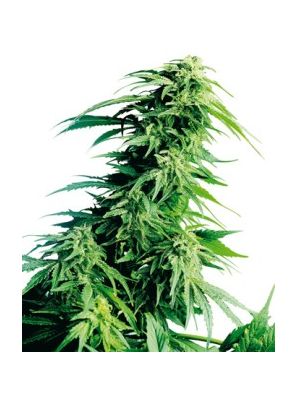 Sensi Seeds - Cannabis Seeds