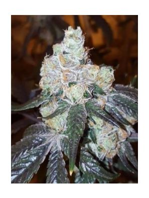 Thin Mint Girl Scout Cookies Weed Strain UK - Buy Cannabis online UK
