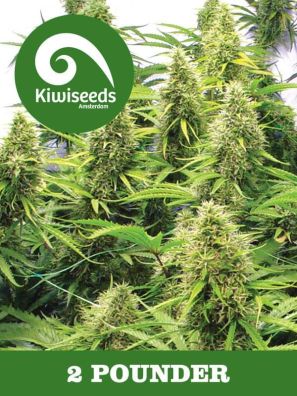 Kiwiseeds - 2 Pounder - Regular
