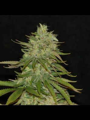 Southseeds - Mango Haze