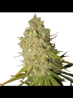 Southseeds - Kush #1