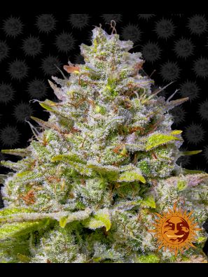 Barneys Farm - Blue Gelato 41