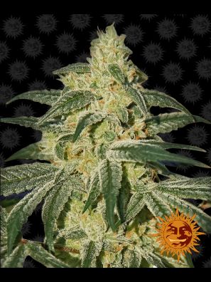 Barneys Farm - Afghan Hash Plant (Regular)