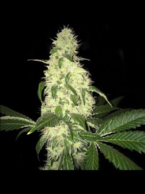 Afghaniberry