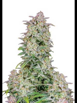 FastBuds - Forbidden Runtz Auto