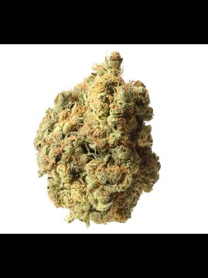 Amsterdam Genetics - AK-020