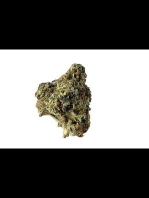 Amsterdam Genetics - AK Choco Kush
