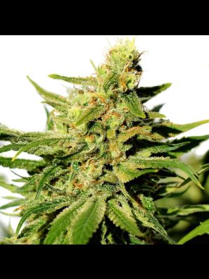 Southseeds - AK47 F2