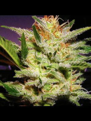 Southseeds - Amnesia Haze