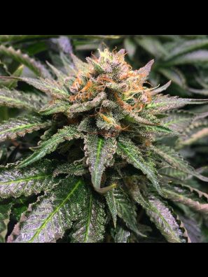 Southseeds - Amnesia Lemon