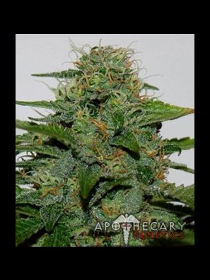 Apothecary Genetics - King of Kush - Earth OG