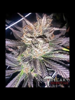 Apothecary Genetics - King of Kush - Old School Jams