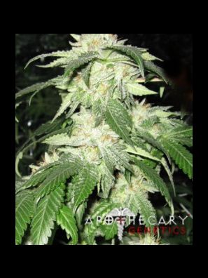 Apothecary Genetics - King of Kush - Regulator OG