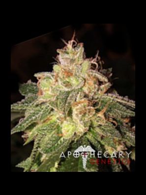 Apothecary Genetics - King of Kush - San Fernando Valley OG