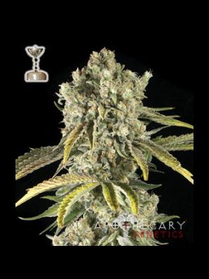 Apothecary Genetics - King of Kush - Tahoe OG