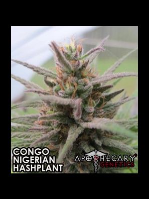 Apothecary Genetics - Landrace Crosses - Congo Nigerian x OG
