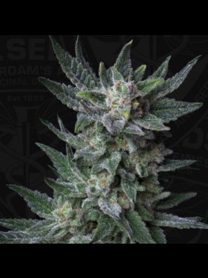 AUTO Bubblegum 