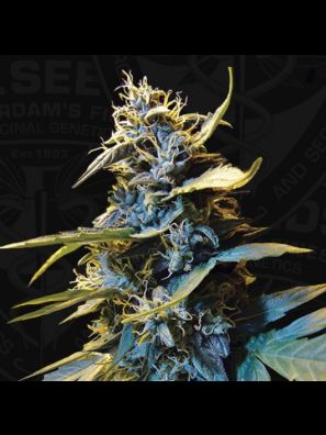 AUTO Northern HOG™ 