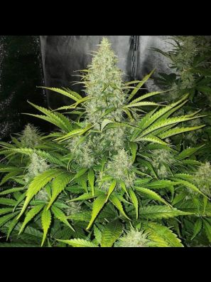 Devils Harvest - Auto Reek'n Feminized
