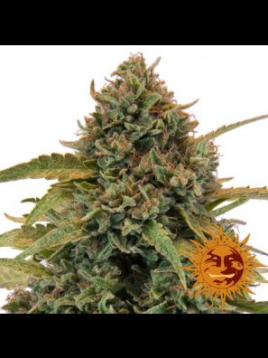 cannabis seeds Bad Azz Kush order online