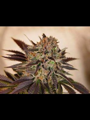 Southseeds - Banana Sherbet 