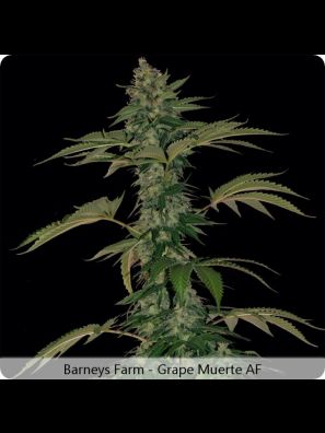 buy cannabis seeds barneys farm grape muerte auto 