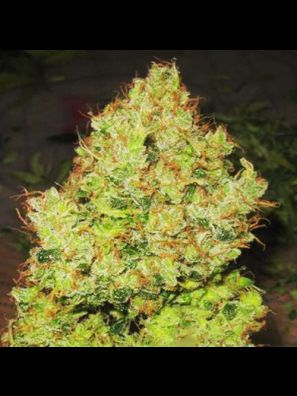 Southseeds - Big Bud