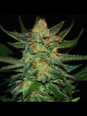 Southseeds - Sweet Diesel