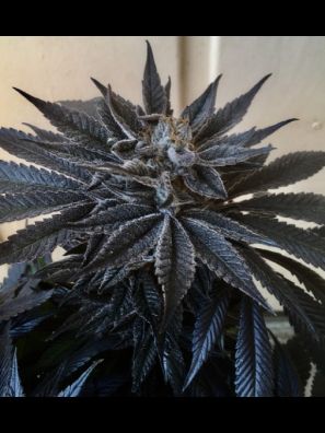 Southseeds - Black DOG