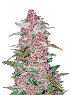 FastBuds - Blackberry Auto