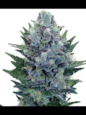 Southseeds - Blue Cheese