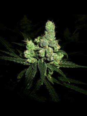 Southseeds - 020 Blue Cheese Autoflower