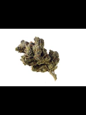 Amsterdam Genetics - Blue Magic