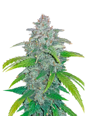 FastBuds - Blue Dream Auto