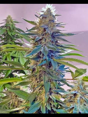 Southseeds - Blue Widow