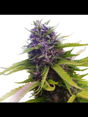 Southseeds - Blueberry F2