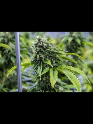 Southseeds - Bruce Banner F2