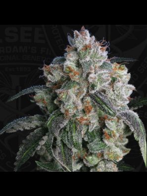 Burmese Kush™ 