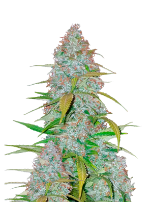 FastBuds - Californian Snow Auto