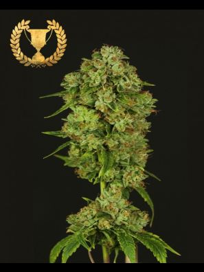 Devils Harvest - Casey Jones - Regular