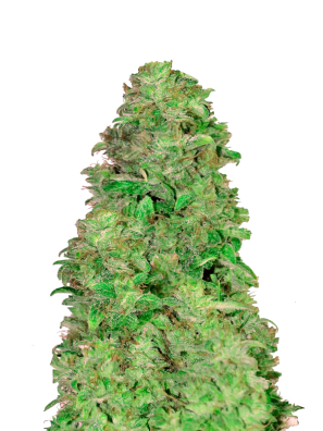 FastBuds - CBD Auto 20:1