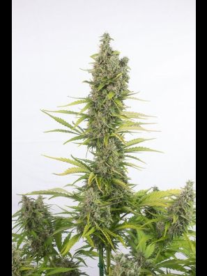 Southseeds - CBD Amnesia