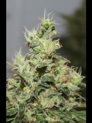 Southseeds - CBD Kush
