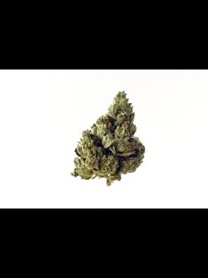 Amsterdam Genetics - Choco Kush Autoflower