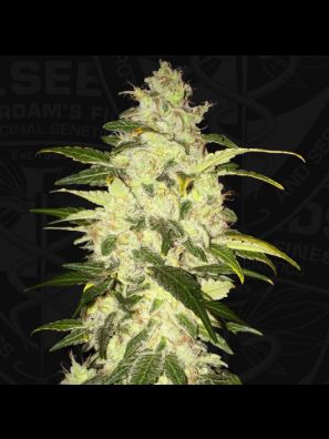 Chocolate Chunk