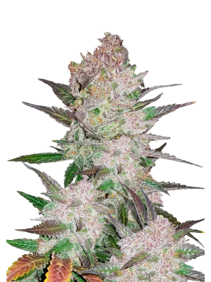 FastBuds - Cream Cookies Auto