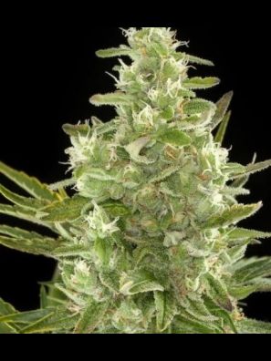 Southseeds - Critical A/F