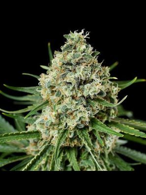 Southseeds - Critical