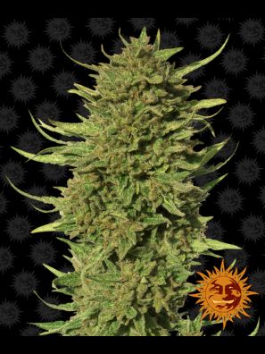 Barneys Farm - Critical Kush (Regular)