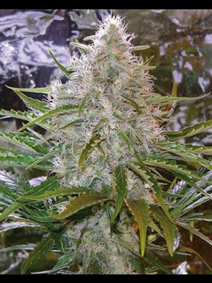 Southseeds - Critical Mass
